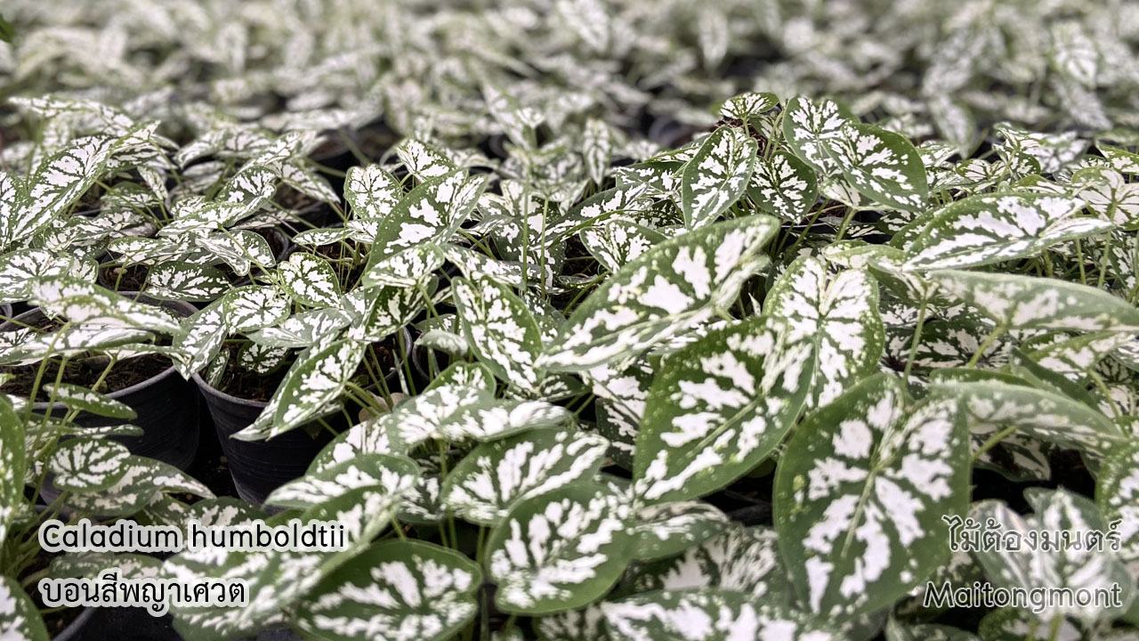 บอนสีพญาเศวต