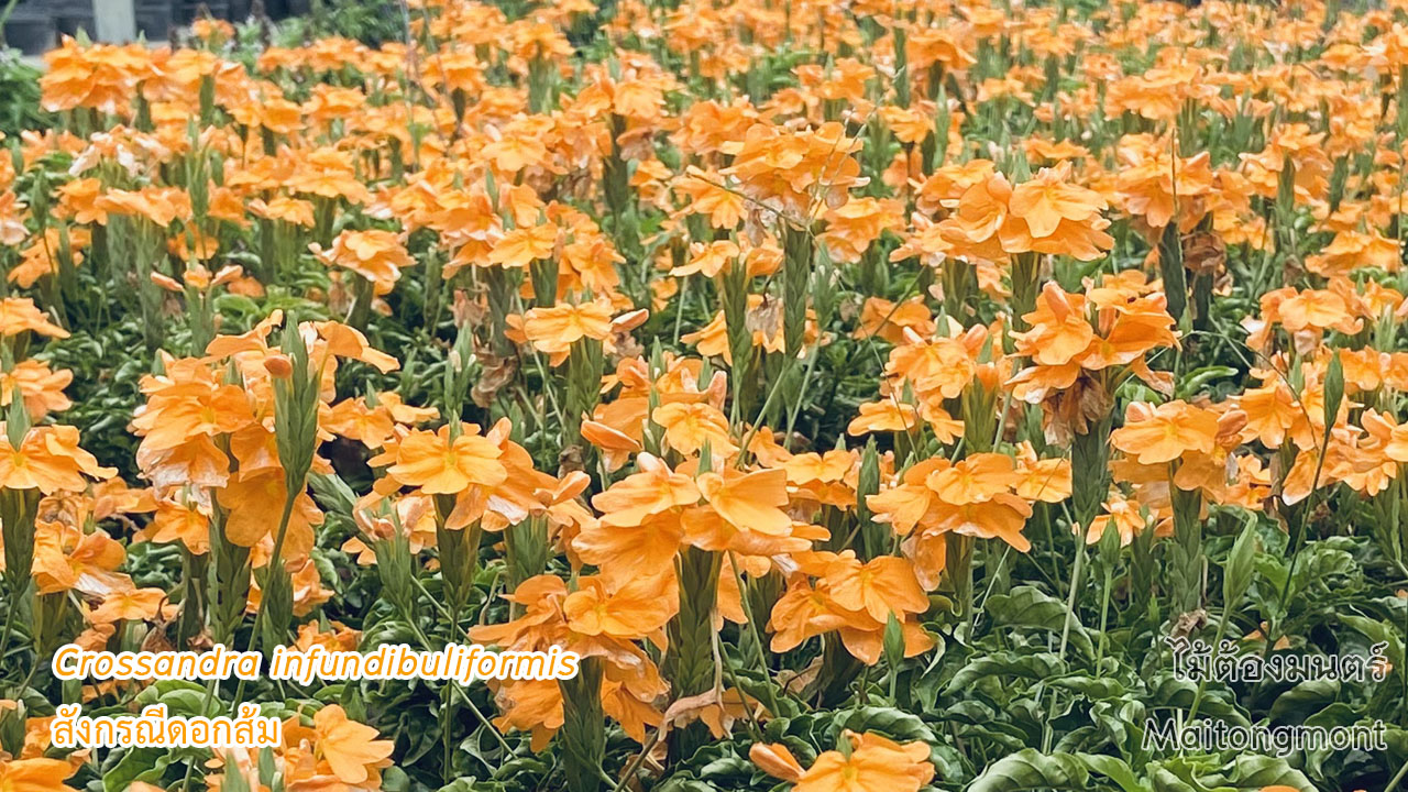 สังกรณีดอกส้ม